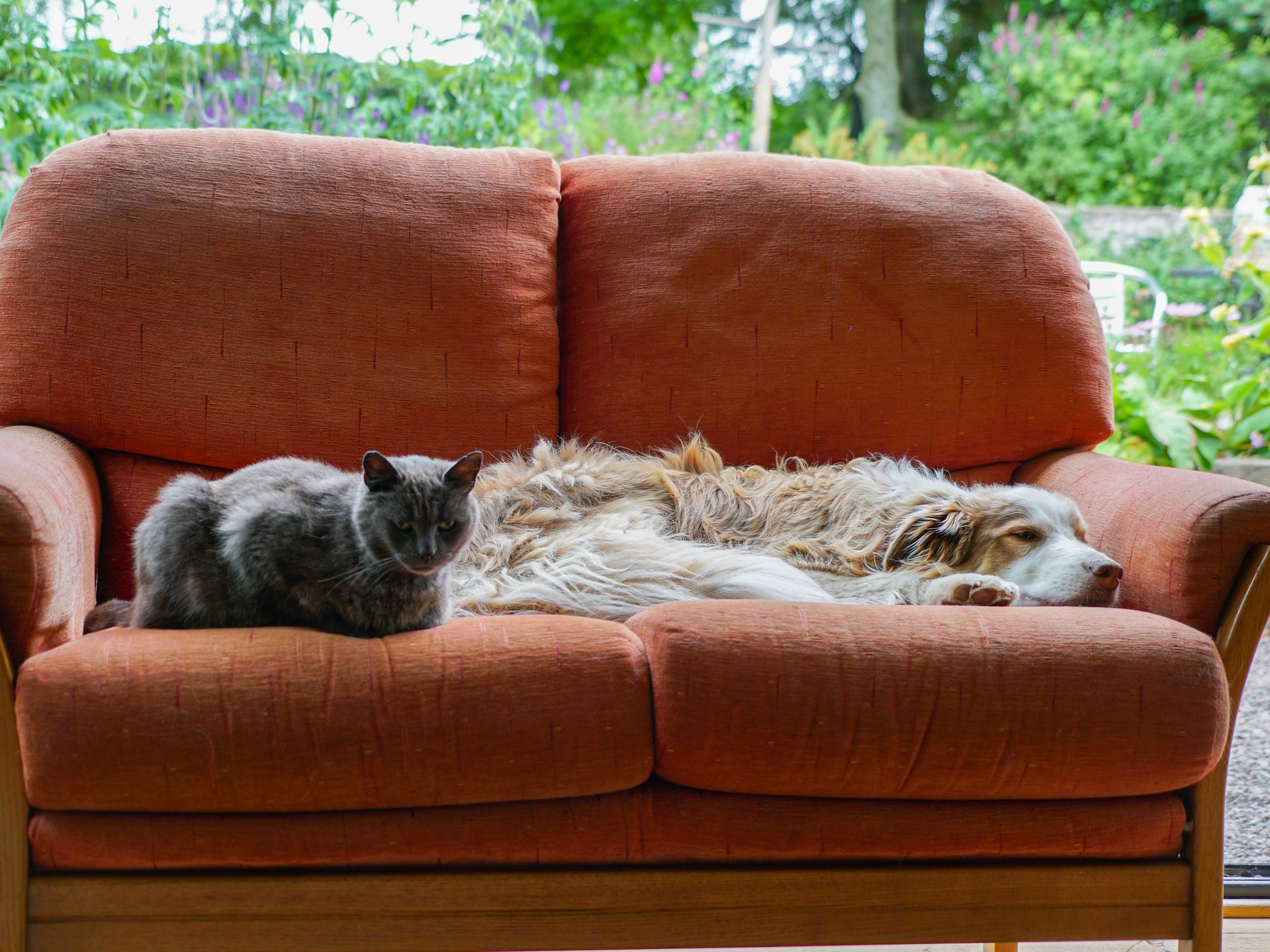 dog & cat on a sofa